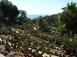 Opuntias en Pinya de Rosa.