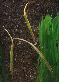 En el acuario Siam Ocean World, Bangkok