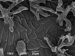 Tricomas dendríticos en una planta "pitcher". Foto al microscopio (SEM).