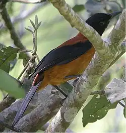 Pitohui con capucha o encapuchado