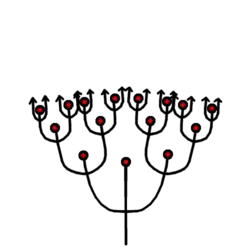 El eje principal es ortótropo y simpodial, las ramas laterales son ortótropas y simpodiales. Ejemplos: Rhus (Anacardiaceae), Pieris (Ericaceae).