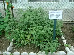 Planta de aguaymanto en el Jardín Botánico de Lima