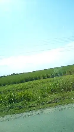 La Imagen Representa, la Principal Actividad Económica Primaria de la Zona