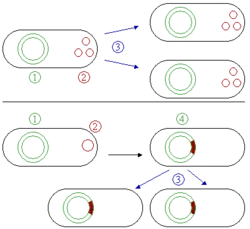 Dibujo comparativo de la actividad de los plásmidos