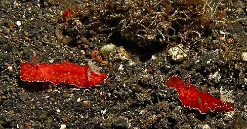 Platydoris sanguinea