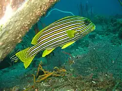 Torácico. (Plectorhinchus vittatus)