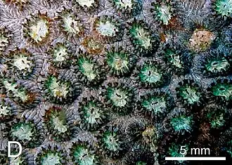 Vista de pólipos de P. versipora