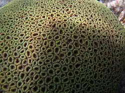 Vista macro de colonia esférica de P. versipora en el atolón Baa