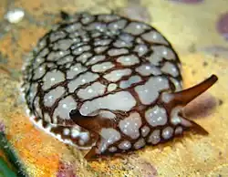 Pleurobranchaea brockii