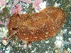 Pleurobranchaea japonica