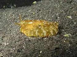 Pleurobranchus albiguttatus