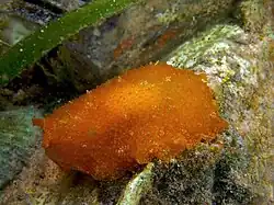 Pleurobranchus areolatus