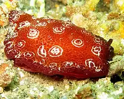 Pleurobranchus weberi