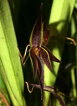Pleurothallis allenii