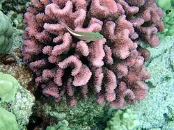 Pocillopora meandrina