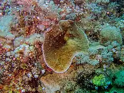 Colonia joven de P. sinai en el mar Rojo