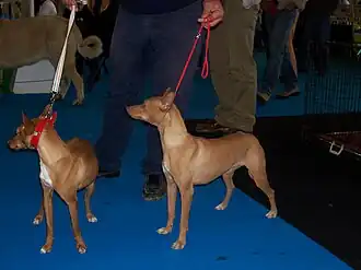 Podenco andaluz