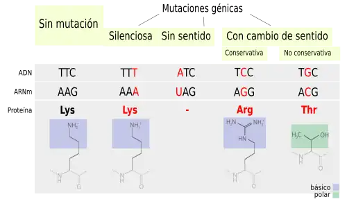 Mutaciones puntuales