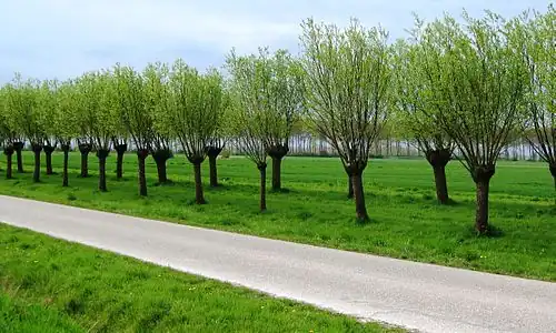 Los mismos árboles dos años más tarde