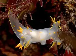 Polycera faeroensis