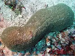 P.talpina en islas Spratly