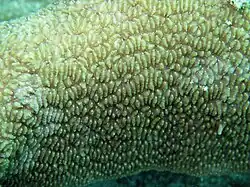 Coralum de P. talpina con tentáculos retraídos