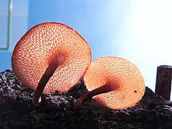 Cuerpos frutales de Polyporus sp. con tallo (Indonesia)