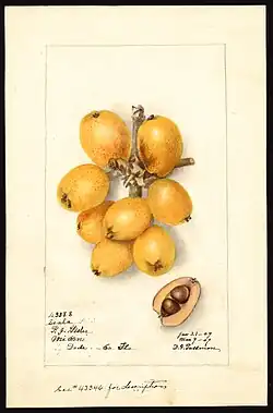 Image of the Scala variety of loquats (scientific name: Eriobotrya japonica), with this specimen originating in Miami, Dade County, Florida, United States (1909)