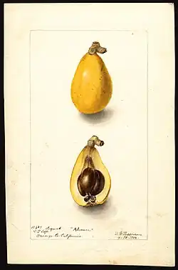 Image of the Advance variety of loquats (scientific name: Eriobotrya japonica), with this specimen originating in Orange, Orange County, California, United States. (1900)