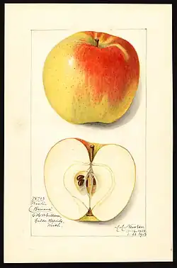 Cultivo de manzanas 'Winter Banana'.