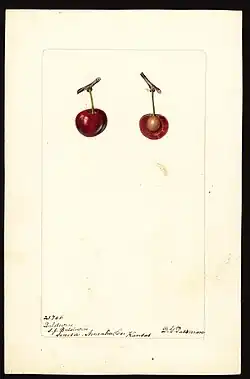 Imagen de la variedad de cerezas Baldwin (nombre científico: Prunus avium), con este ejemplar originario de Seneca, condado de Nemaha, Kansas, Estados Unidos. (1901)