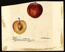 Image of the Abundance variety of plums (scientific name: Prunus domestica), with this specimen originating in Fayetteville, Cumberland County, North Carolina, United States