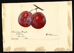 Image of the American Eagle variety of plums (scientific name: Prunus domestica), with this specimen originating in Denton, Caroline County, Maryland, United States