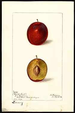 Image of the Dewey variety of plums (scientific name: Prunus domestica), with this specimen originating in Hood River, Hood River County, Oregon, United States. (1898)