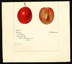 Image of the Sirocco variety of plums (scientific name: Prunus domestica), with this specimen originating in Fayetteville, Cumberland County, North Carolina, United States. (1895)
