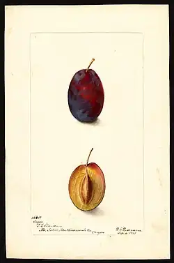 Image of the Sugar variety of plums (scientific name: Prunus domestica), with this specimen originating in Mount Tabor, Portland, Multnomah County, Oregon, United States. (1907)
