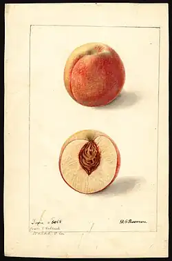 Muestra un durazno de Florida entero y otro por la mitad mostrando su semilla