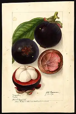 Image of mangosteens (scientific name: Garcinia mangostana), with this specimen originating in Trinidad and Tobago (1909)