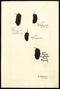 Image of brambles (scientific name: Rubus), with this specimen originating in Augusta, Richmond County, Georgia, United States. (1900)