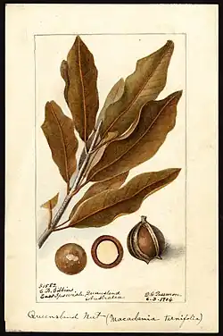 muestra la imagen de una planta de macadamia originaria de Australia y sus frutos