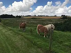El camino cerca de Sæby