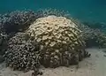 Coral hermatípico (Porites lobata)