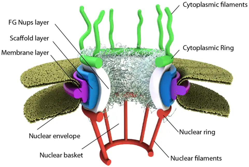 Envoltura nuclear (Nuclear envelope) en verde, delimitando la Cisterna perinuclear. A la derecha: Anclaje del poro nuclear en la membrana.