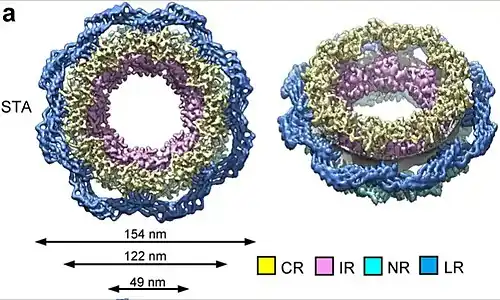 Esquema de Poro nuclear (NPC), cuatro andamios de anillo Citoplasmático (en amarillo), Interno (en rosa), Nuclear (en cian) y Luminal de la cisterna nuclear (en azul marino).