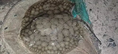 Potamotrygon brachyura