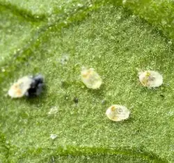 El mismo, pupas en el envés de las hojas.