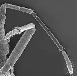 Proboscide de ninfa de T. infestans.