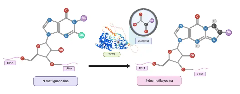 Proceso de transformación de N-metilguanosina a 4-desmetilwyosina gracias al dominio SAM de la proteína TYW1.