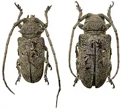 Prosopocera antennata