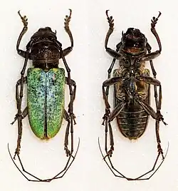 Prosopocera itzingeri